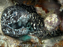 Spotted Moray in Curacao. Taken with a Sea and Sea DX-1G.  by Morgan Ashton 